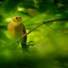 Strnad obecny - Emberiza citrinella - Yellowhammer 1009